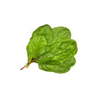 Мангольд